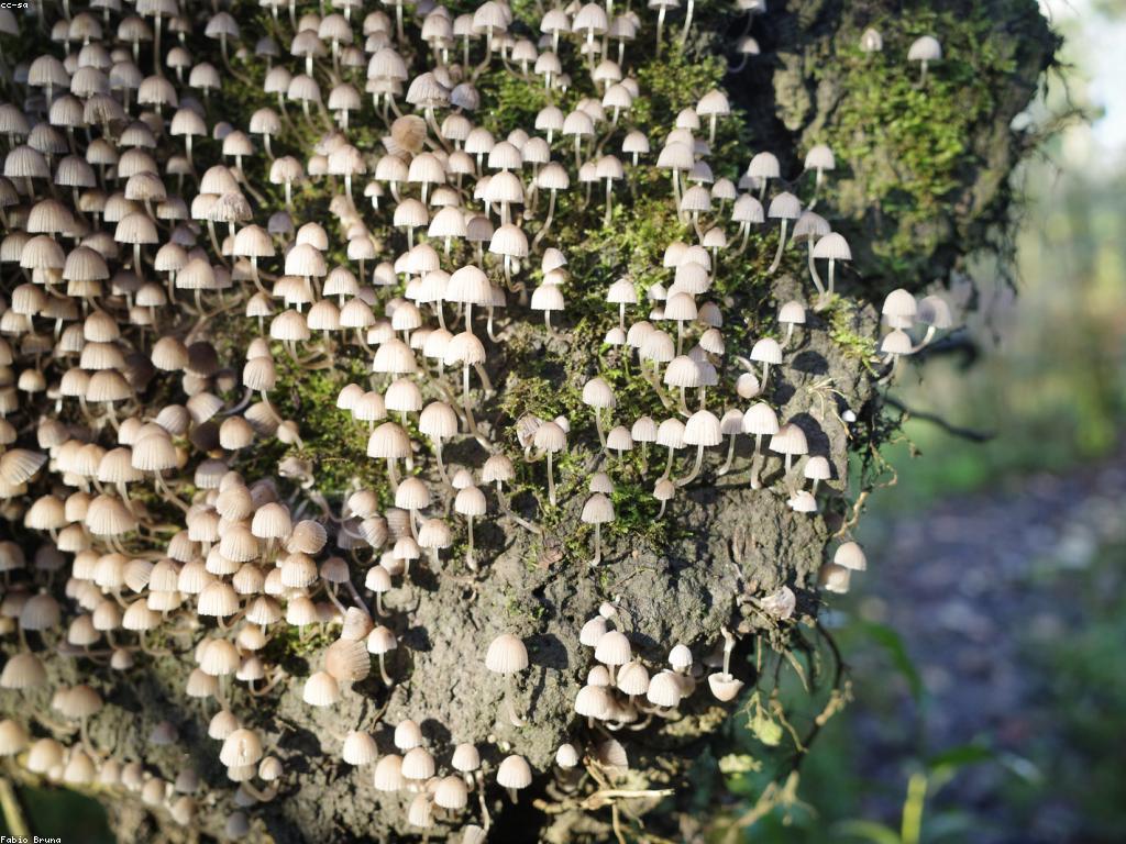 សូមមើលធម្មជាតិខ្មែរ